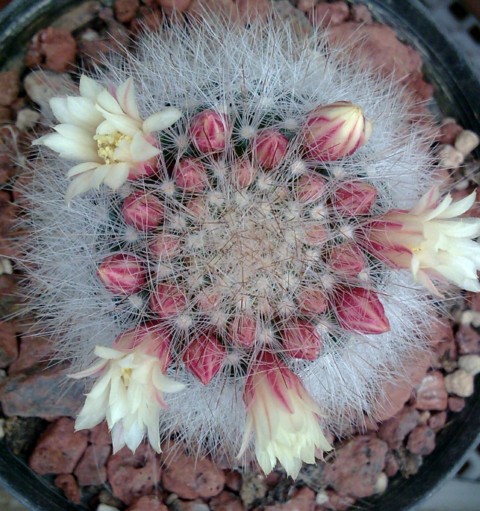 Mammillaria schwarzii 