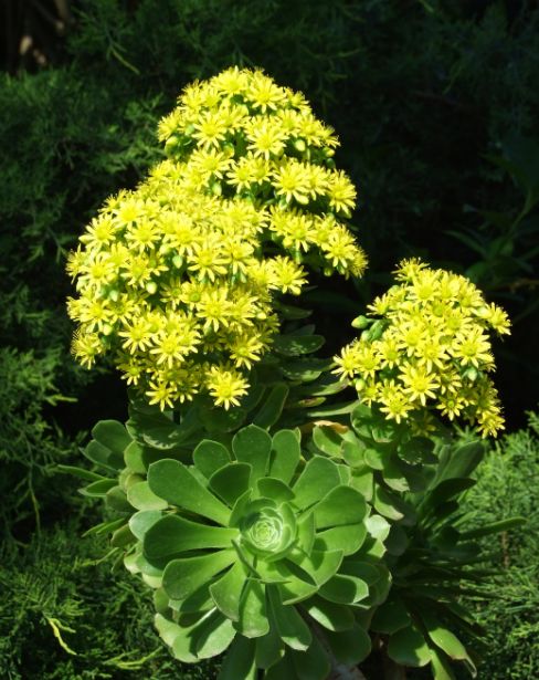 Aeonium arboreum 