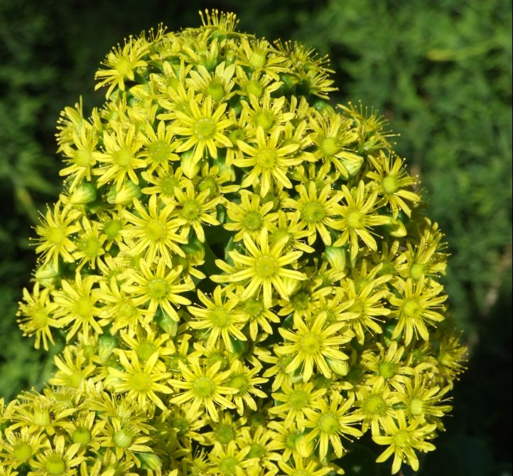 Aeonium arboreum 