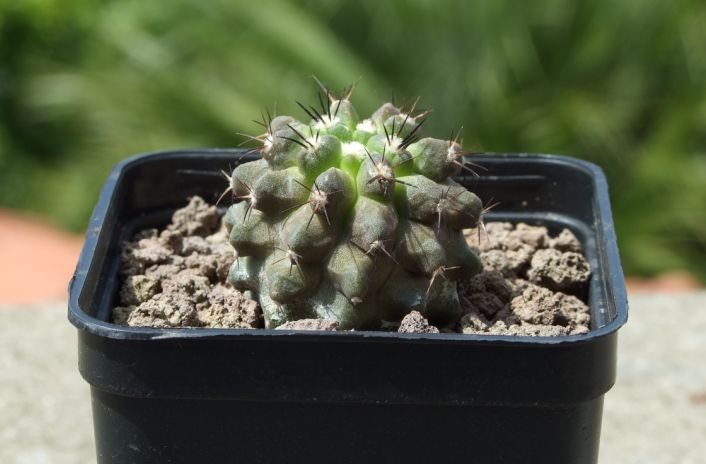 Copiapoa marginata 