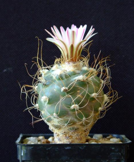 Turbinicarpus pseudomacrochele 