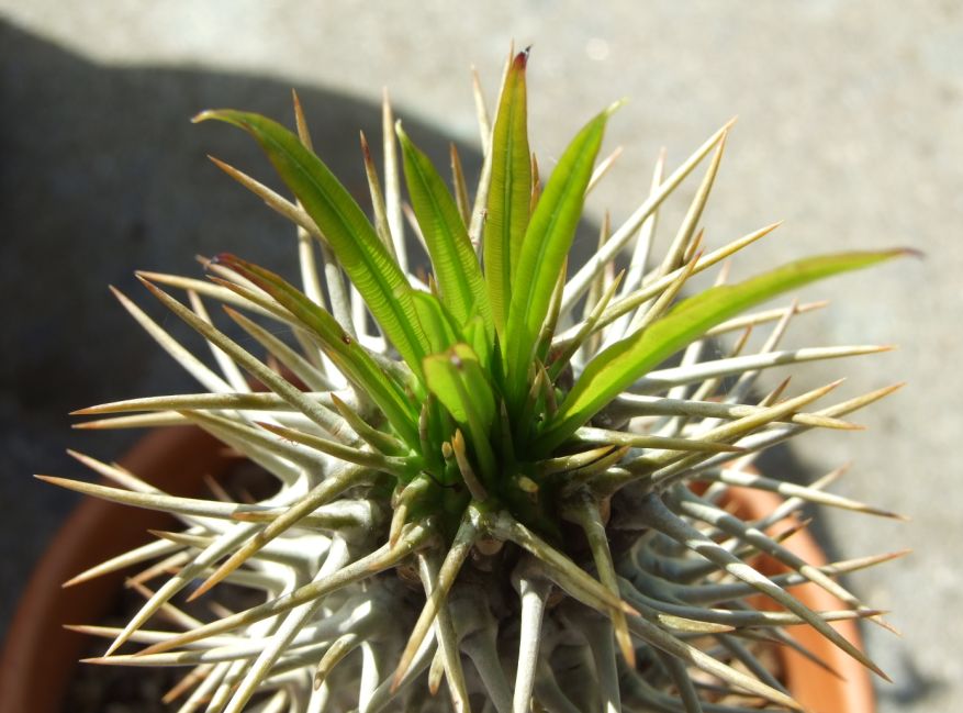 Pachypodium lamerei 