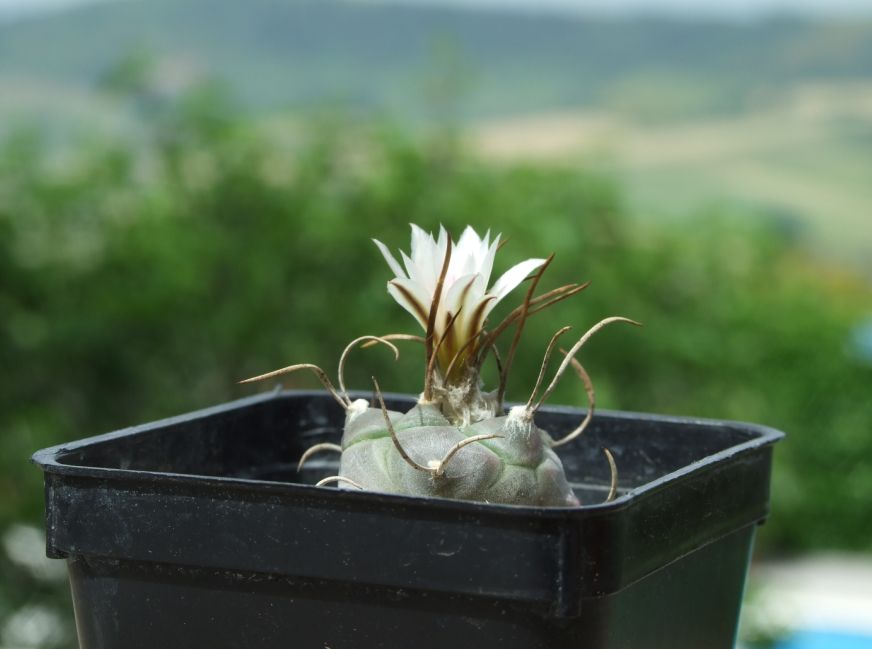 Turbinicarpus schmiedickeanus ssp. macrochele 