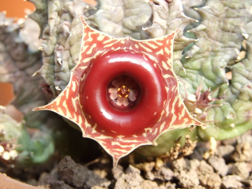 Huernia zebrina 