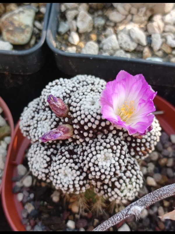 Mammillaria luethyi 