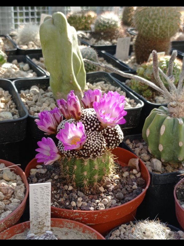 Mammillaria luethyi 