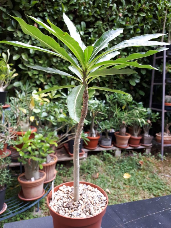 Pachypodium rutenbergianum 