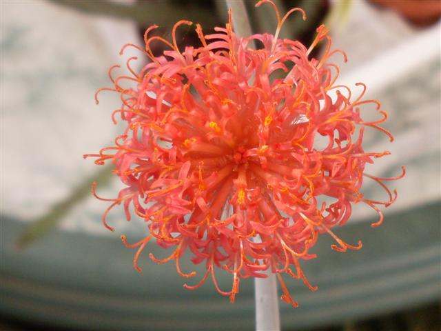 Senecio stapeliiformis 