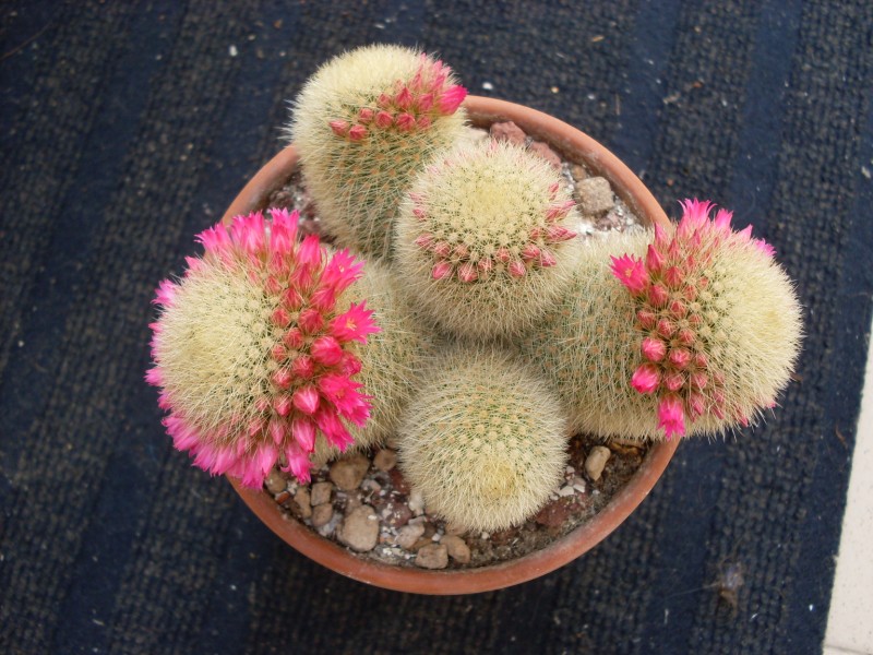 Mammillaria spinosissima 