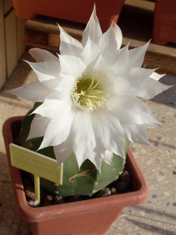 Echinopsis subdenudata 