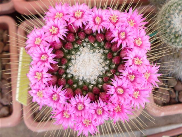 Mammillaria spinosissima cv. un pico 