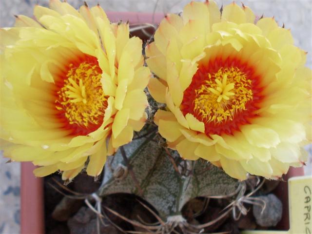 Astrophytum capricorne 