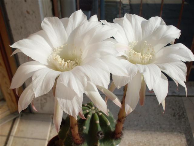 Echinopsis subdenudata 