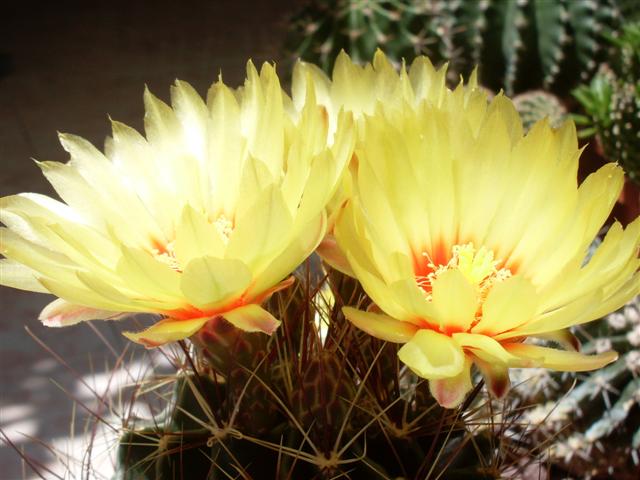 Thelocactus setispinus 