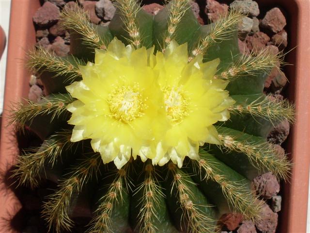 Parodia warasii 