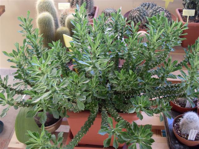 Monadenium guentheri 