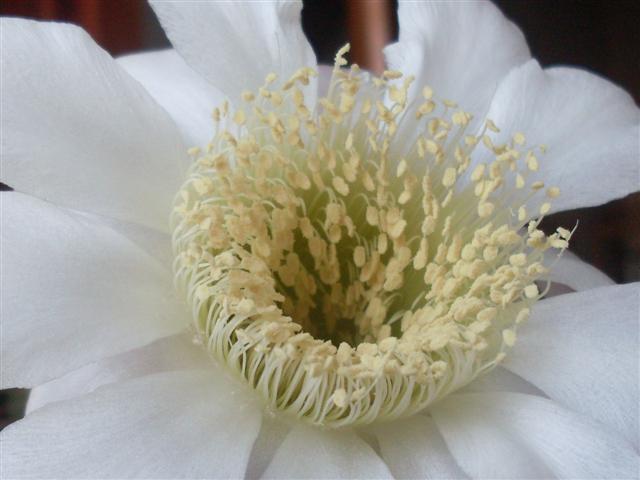 Echinopsis leucantha 