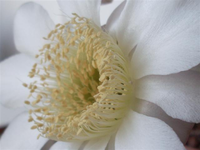 Echinopsis leucantha 