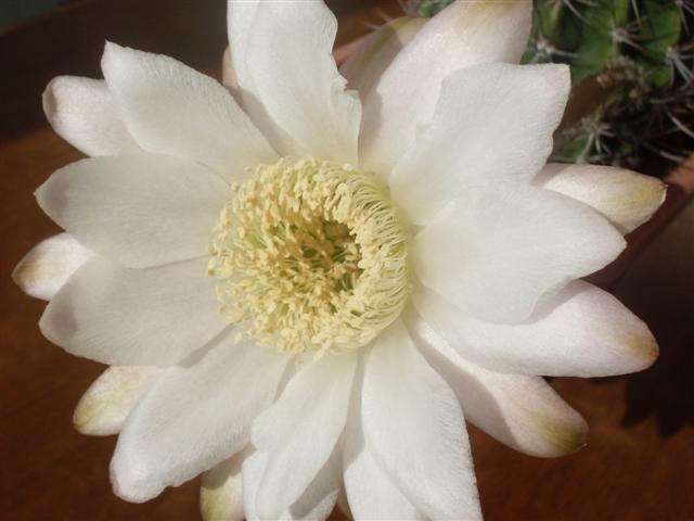 Echinopsis leucantha 