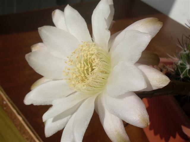 Echinopsis leucantha 