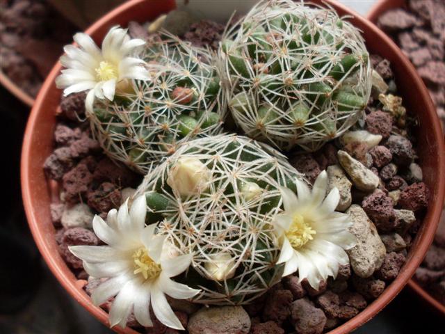 Mammillaria picta 