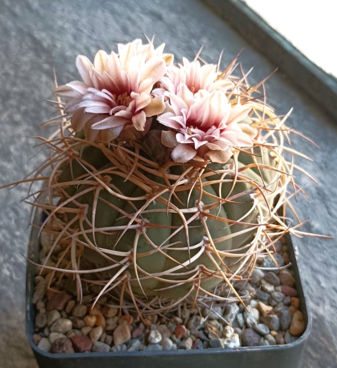 gymnocalycium cardenasianum