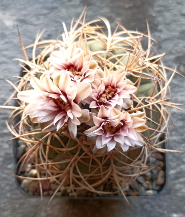 Gymnocalycium cardenasianum se91