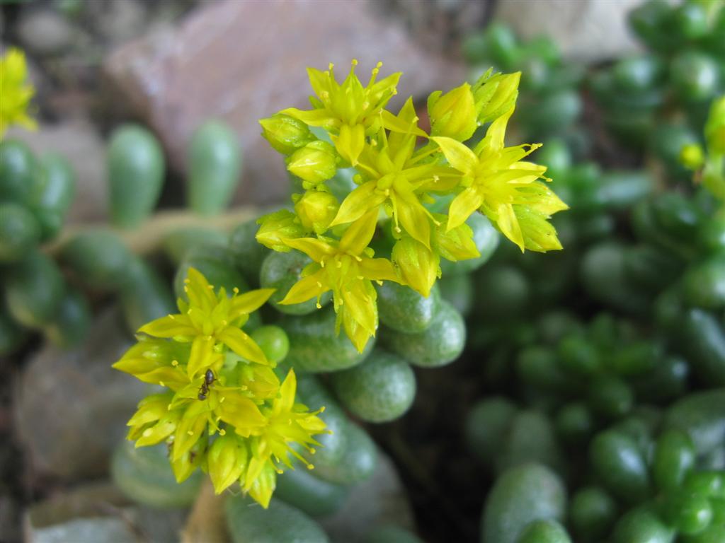 Sedum hernandezii 