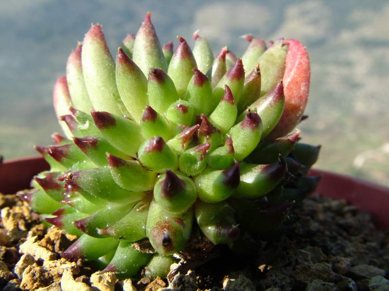 sempervivum cv. 'gregg’s surprise'