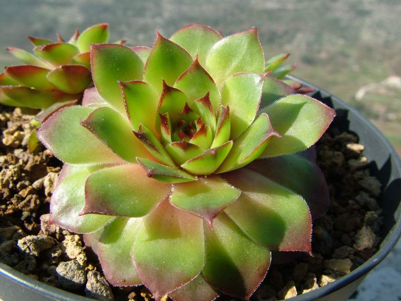 Sempervivum cv. 'bronco' 