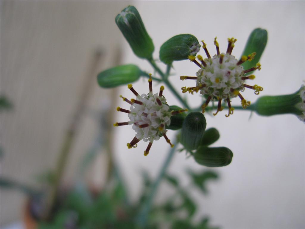 Senecio articulatus 