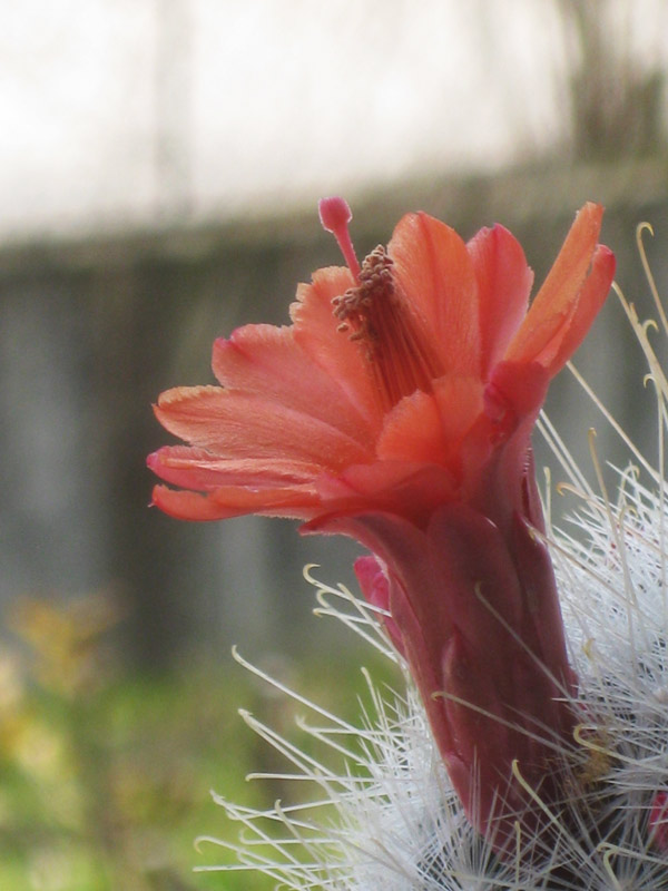 Mammillaria senilis 