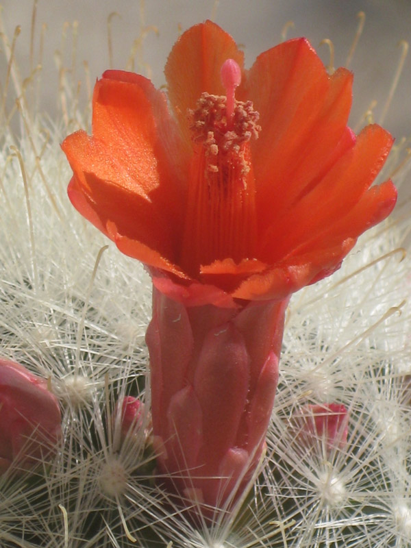 Mammillaria senilis 