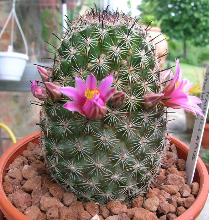 Mammillaria sheldonii 