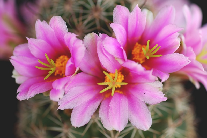 Mammillaria sheldonii 