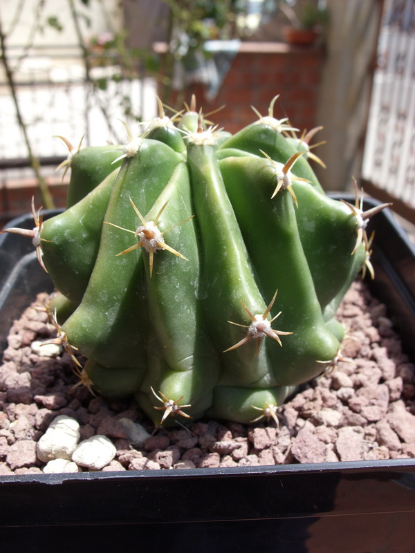 Ferocactus wislizeni ssp. herrerae v. brevispinus 