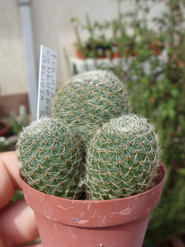 Rebutia heliosa v. condorensis R 314