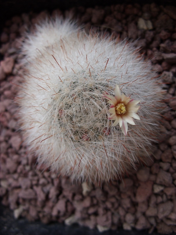 Mammillaria schwarzii 