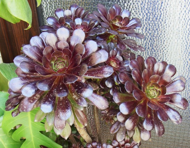 Aeonium arboreum v. atropurpureum 