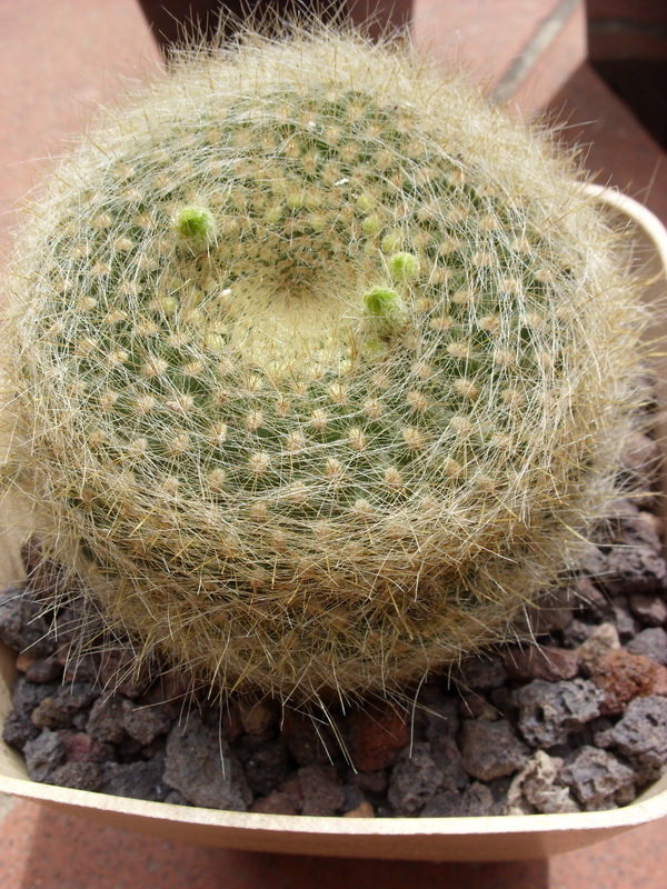 Parodia haselbergii ssp. graessneri 