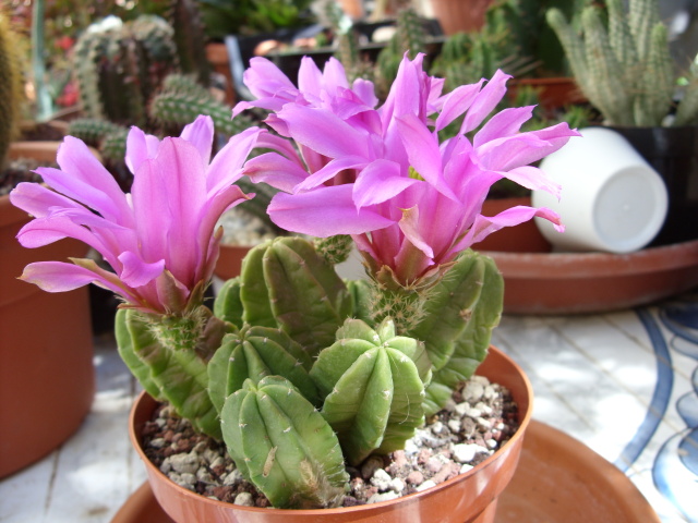 Echinocereus viereckii ssp. morricalii 