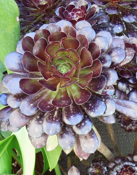 Aeonium arboreum v. atropurpureum 