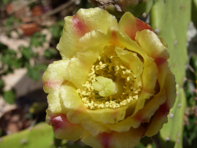 Opuntia monacantha 