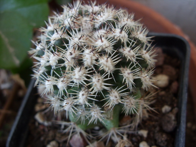 Mammillaria cv. blando 