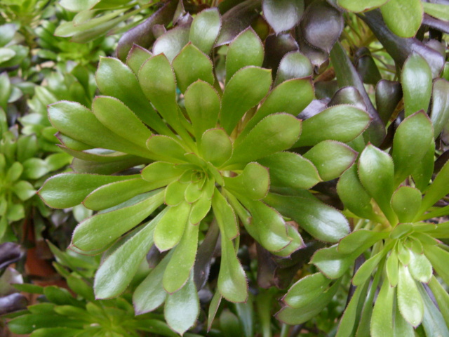 Aeonium arboreum v. atropurpureum 