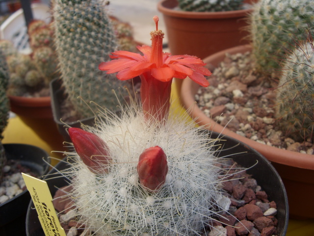 Mammillaria senilis 