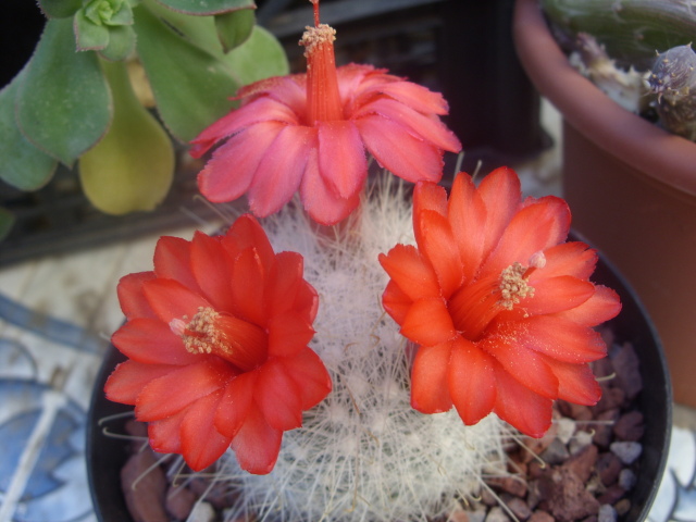 Mammillaria senilis 