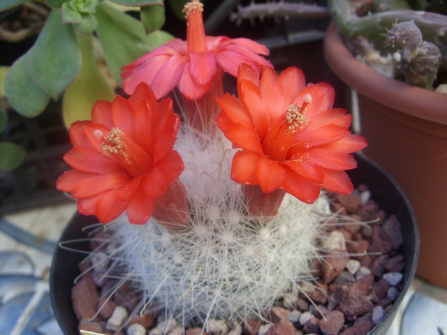 Mammillaria senilis 