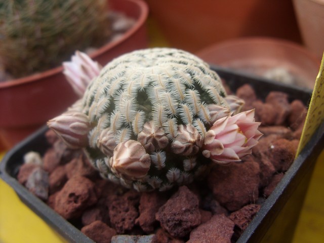 Mammillaria pectinifera 