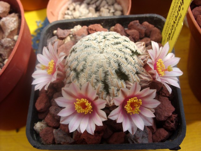 Mammillaria pectinifera 